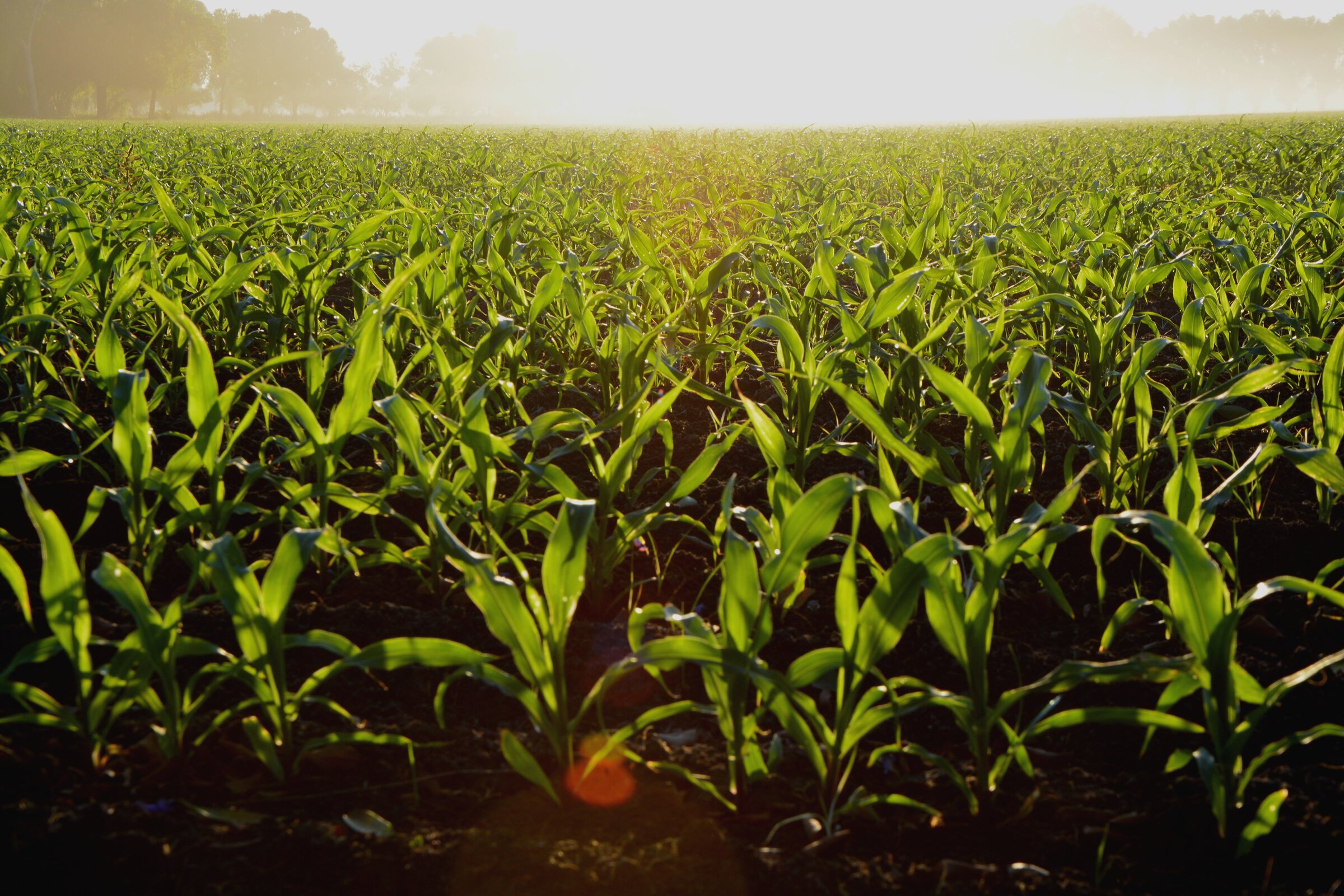 Corn Field during Daytime