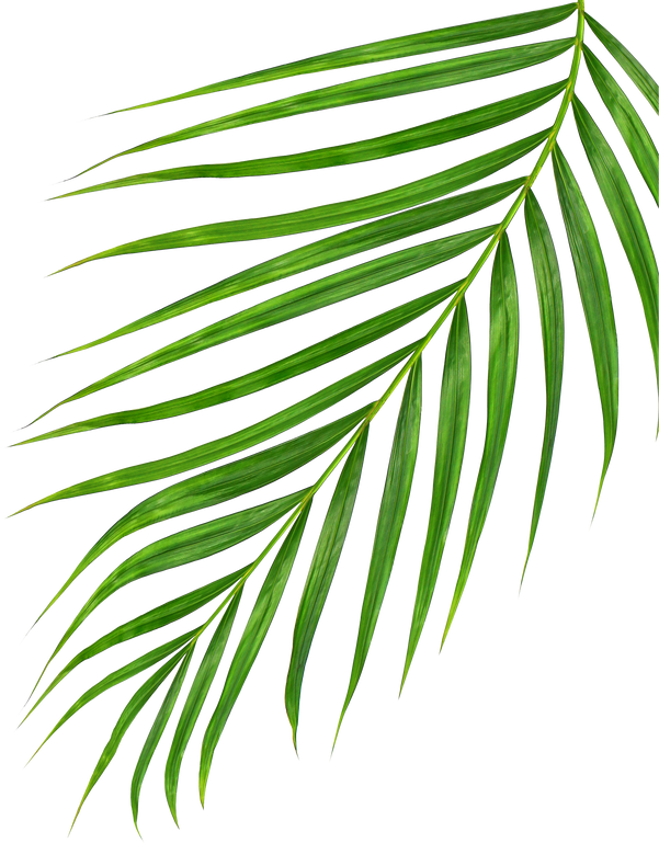 Green Leaves of Palm Tree Isolated on White Background