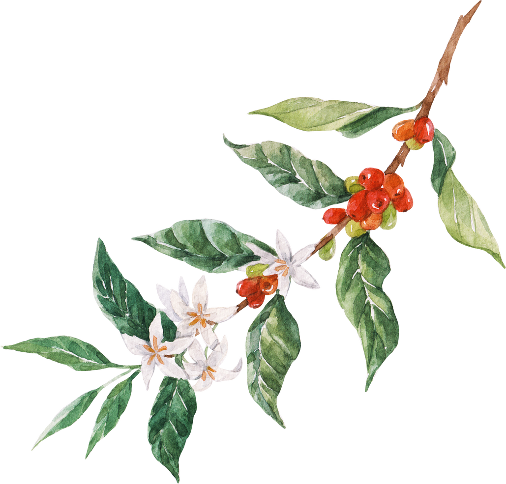 Coffee plant branch PNG illustration